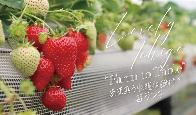 あまおう収穫体験付き苺ランチ“Farm to Table”
