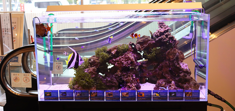 カクレクマノミに会える!福岡ECO動物海洋専門学校学生による海水魚水槽展示中